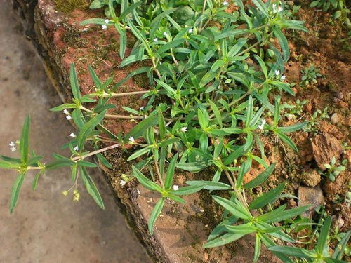 鸭跖草Yi长到10-20厘米，怎么办？