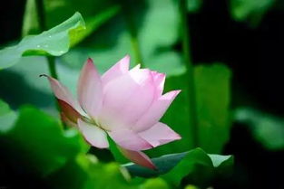 第二种花：波斯菊， 像波斯美女一样美