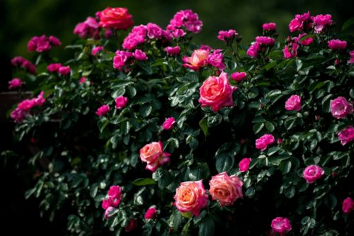 土壤也要讲究， 营养充足是关键