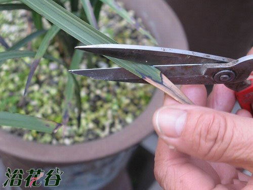 修剪兰花残枝后，如何进行封口处理