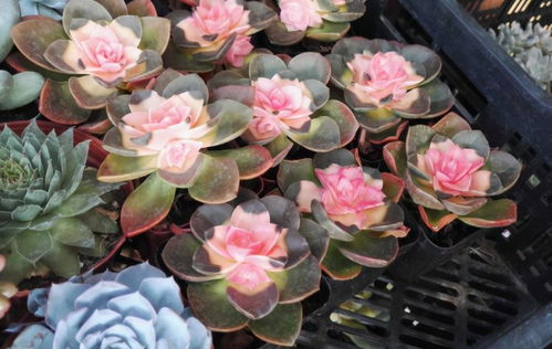 紫罗兰——永恒的爱