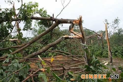 种子落地之谜：老胶农的智慧