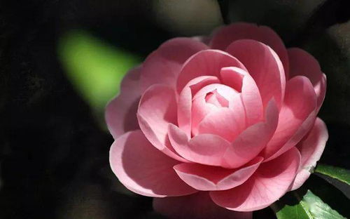 山茶花品种繁多，形态各异