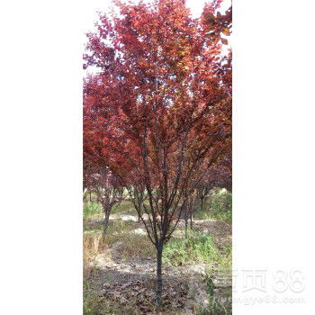 五公分紫叶李和六公分紫叶李的价差