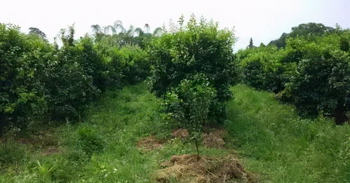 草甘膦的作用机理