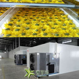 菊花烘干设备厂家直销，这些优惠你确定不来看看