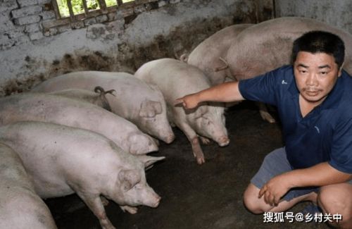 猪价飙升遇消费骤降，养殖市场波动加剧