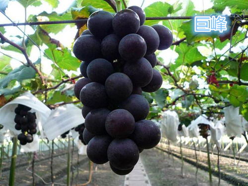 葡萄苗：早熟、 大粒、美观