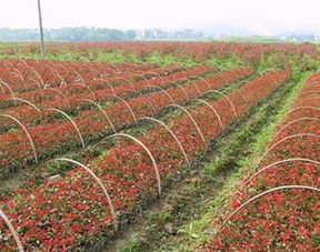 种植前的科学规划和合理安排