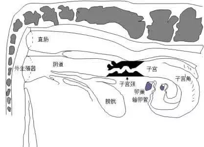 猪场生殖激素应用技巧分享