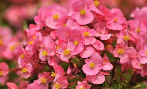 三、 四季海棠：花开四季，美丽不断