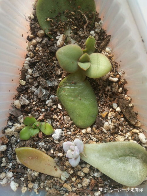 多肉叶插长牙后怎么办？如何正确拆分