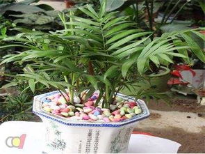 袖珍椰子的养护与生长