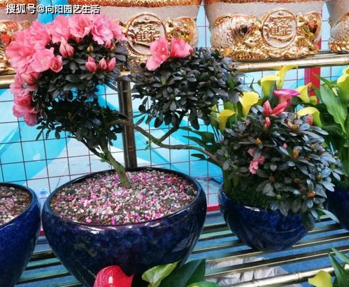 紫蓝杜鹃室内种植适宜吗？