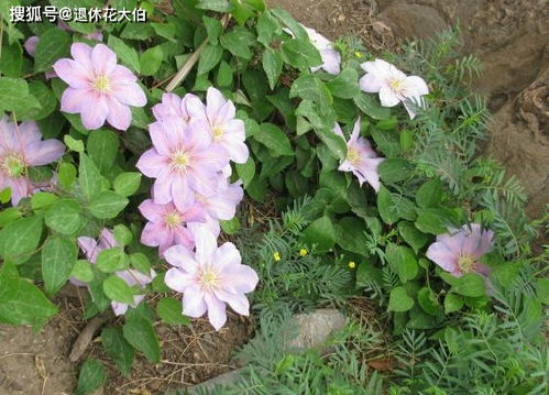 秋天铁线莲怎么开花？开花条件有哪些