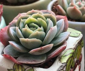 真假植物鉴别技巧