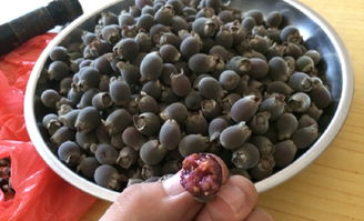 “山黧豆花艳丽，果可食