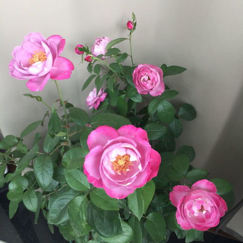 花如其名， Boule de Parfum的魅力