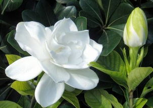 栀子花修剪，百菌清喷洒，究竟要不要？