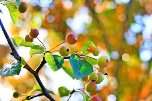 吃相思树的果实有啥讲究吗？