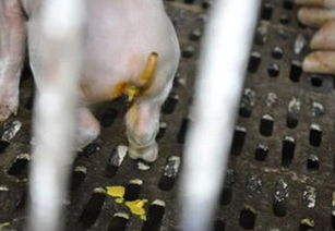 仔猪断奶后总腹泻，干湿料转换问题如何完美解决？