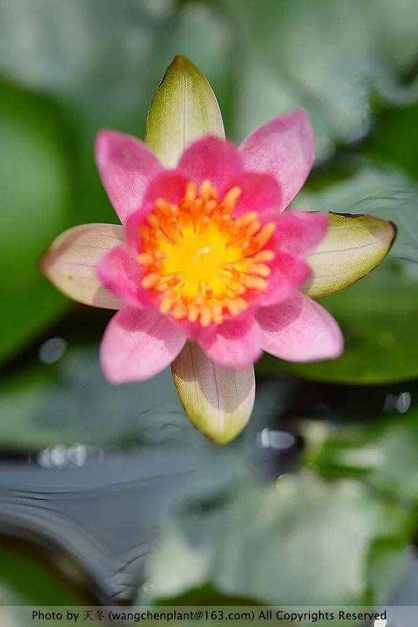 睡莲的一天：花开几朵之谜