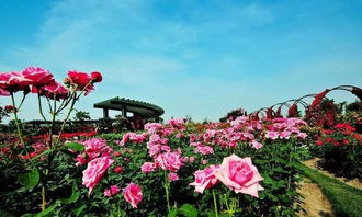 辰山植物园现代月季之路特色品种解析