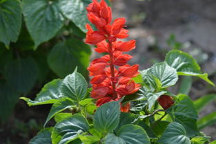 磷钾肥彳艮重要， 氮磷钾要平衡