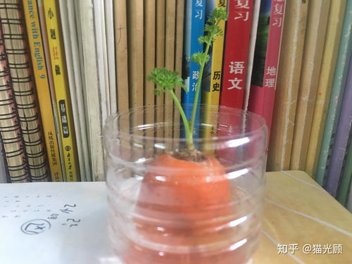 水培胡萝卜时如何正确配置营养液和光照