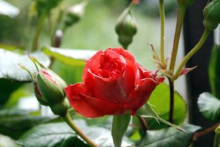 常见病虫害：那些让人头疼的小麻烦