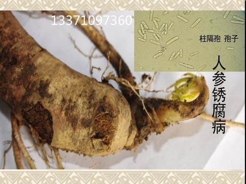 发财树根腐病如何有效预防？