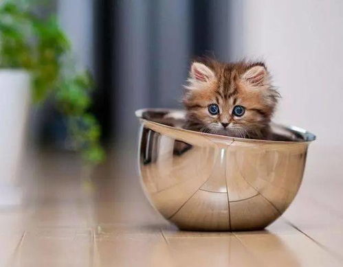 中毒风险与应对