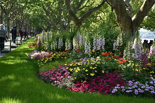 公园里那些美得不要不要的花卉，你知道它们啥时候开吗？