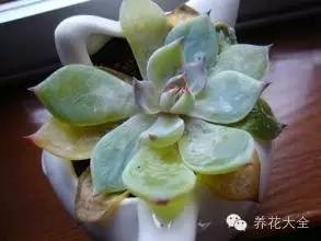 观叶辨水，生石花化水迹象一瞥