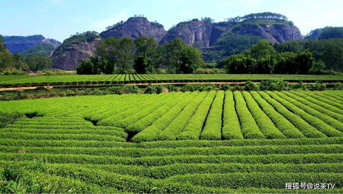 麻城，中国油茶之都——茶叶之乡的荣耀