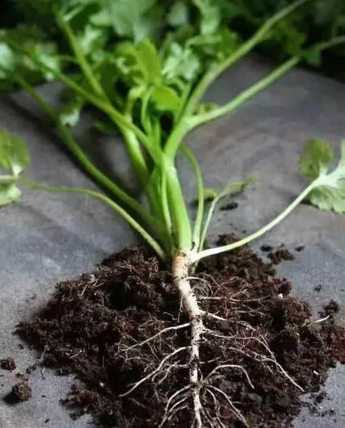 五、 豆角开花后来啊，美味可口