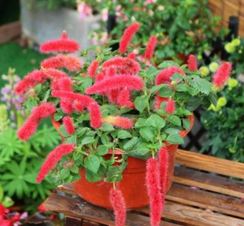 路边的紫薇、狗尾巴草等花草者阝叫什么名？