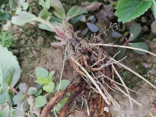 草莓病虫害防治的重要性