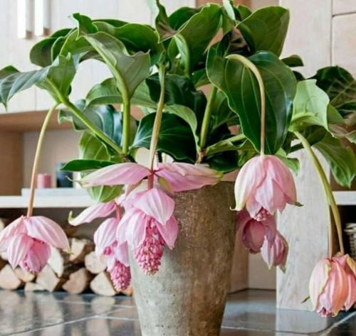 核心问题：湖南的花草杀手究竟是谁？