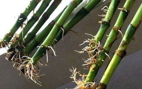 四步转换法，让土培富贵竹变水培，轻松实现零损伤移植！