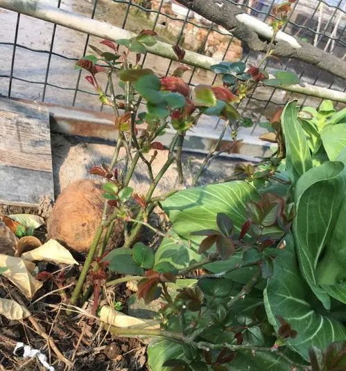 种植香樟树籽的注意事项