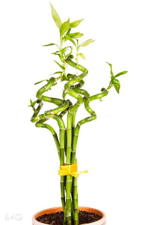 种竹子风水禁忌有哪些？如何化解