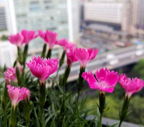 勿忘我如何施肥才能花开爆盆？
