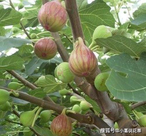 无花果花盆里如何科学养护才能让植株茁壮成长