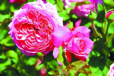 月季品种推广， 本土品种梗受欢迎