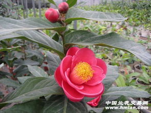 普通海棠的繁殖技巧