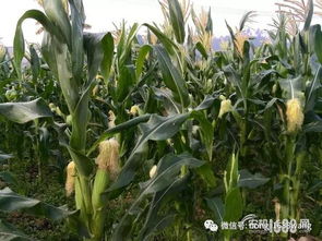 车前草一亩地嫩收多少斤？真实产量是多少？