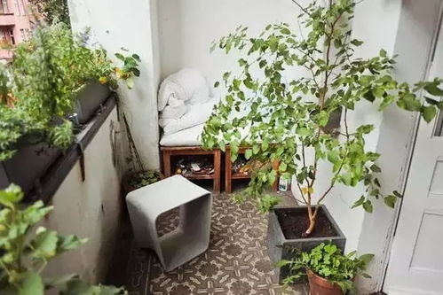 阳台上的花有小飞虫怎么办？