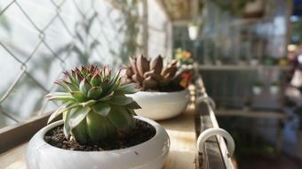自制多肉植物土壤配方指南：确保营养充足，提高定植成功率