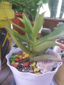 一、虹之玉徒长怎么办？